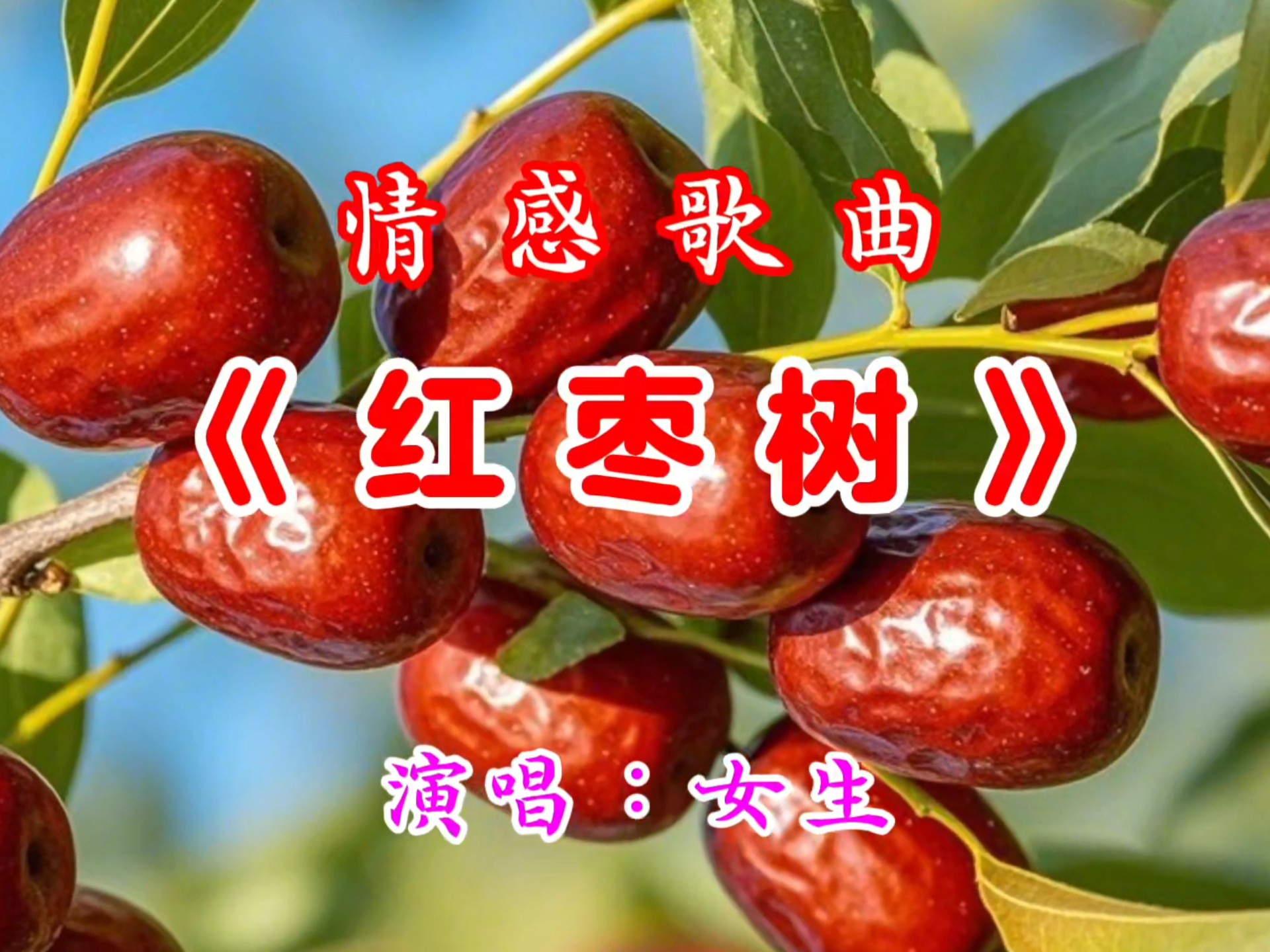 歌词红枣树原唱