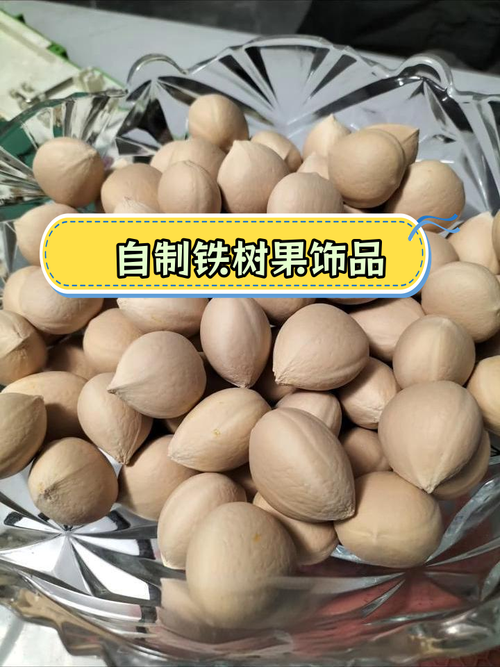 关于铁树果的介绍