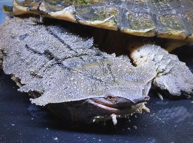 枯叶龟怎么养,枯叶龟饲养方法