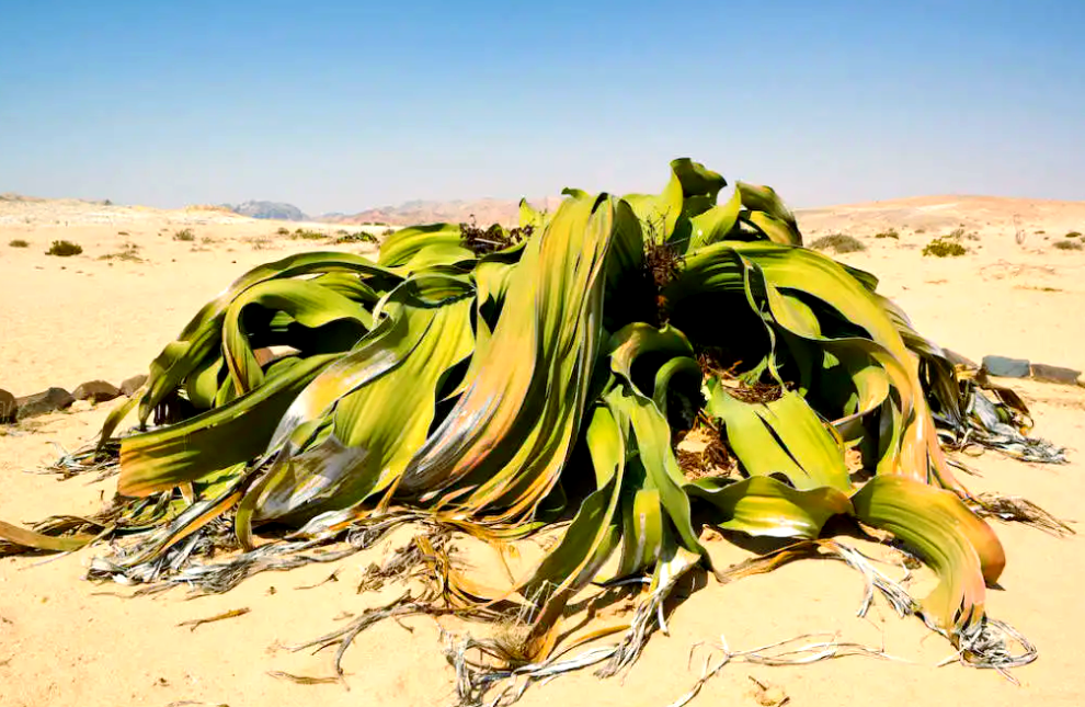 植物界的活化石都有哪些植物