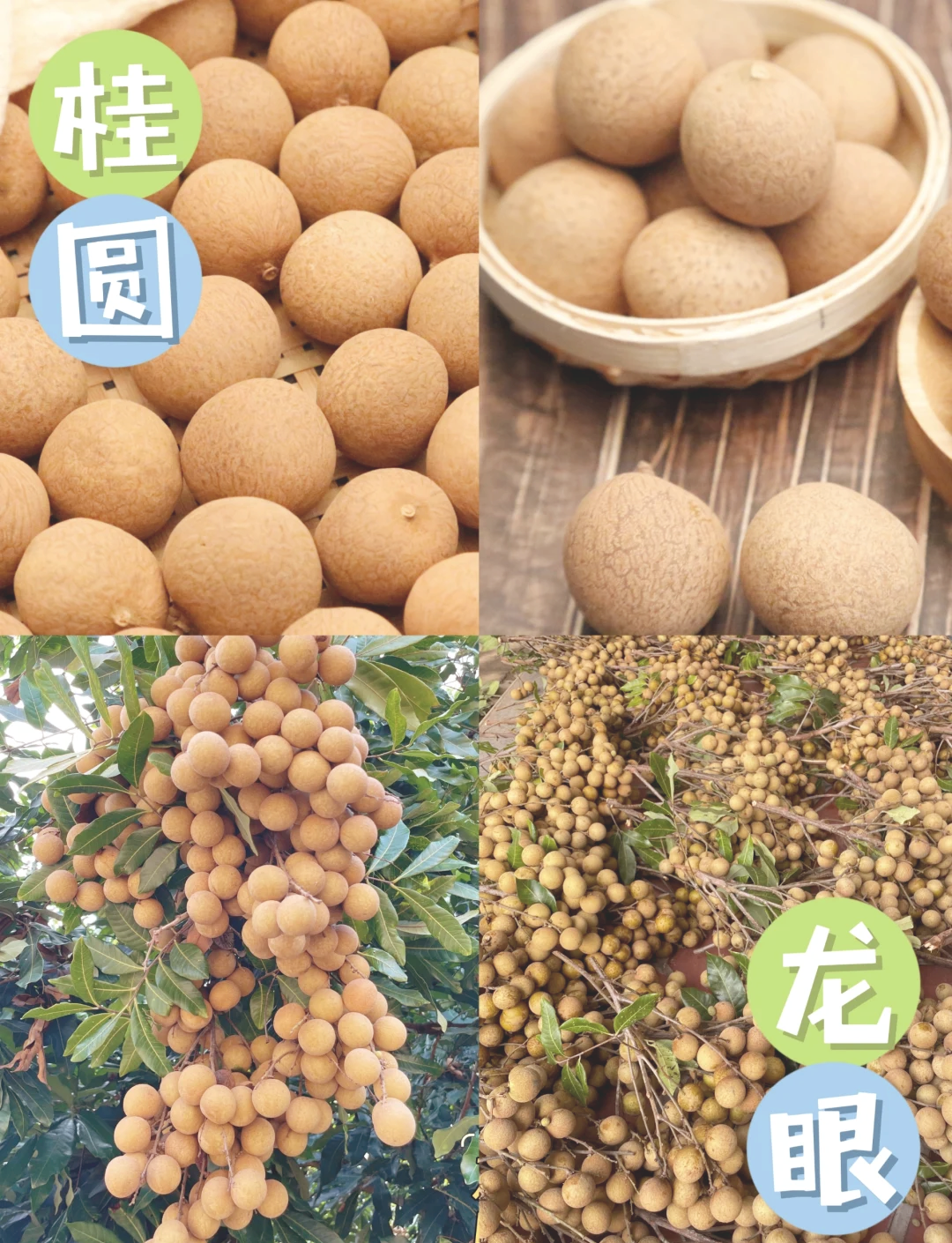 龙眼和桂圆是同种东西吗